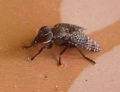 Platystoma sp.